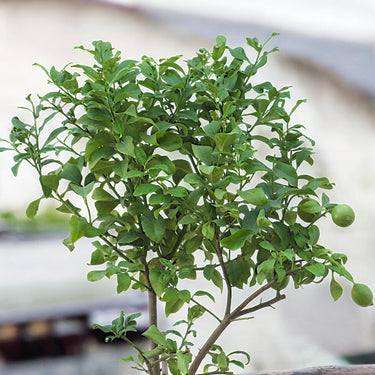 Spanish Lemon Citrus